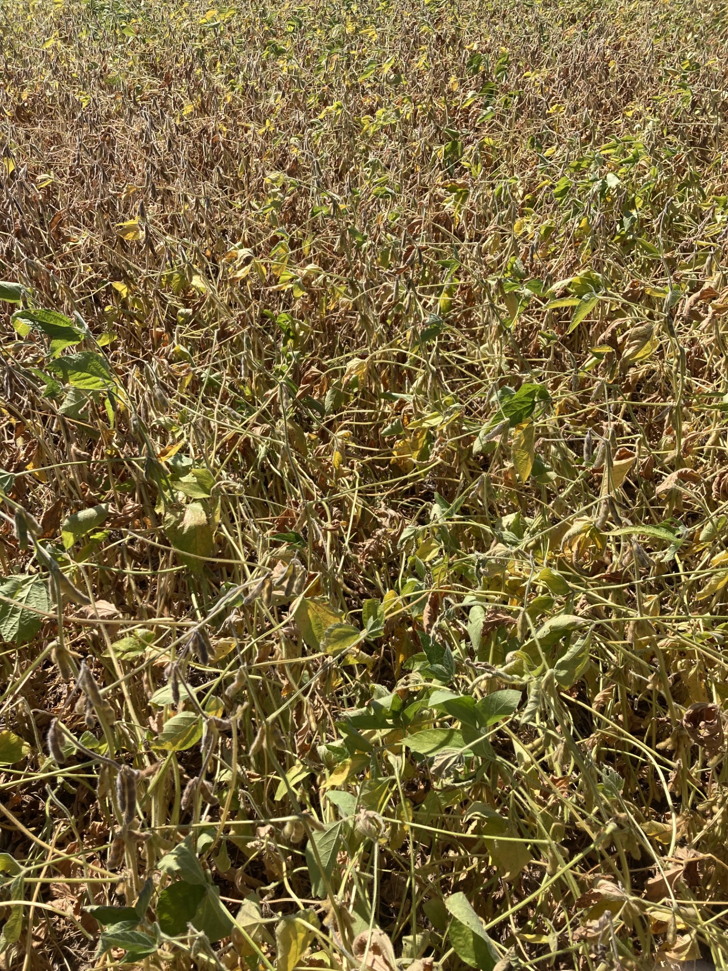 Soybeans R7.jpg